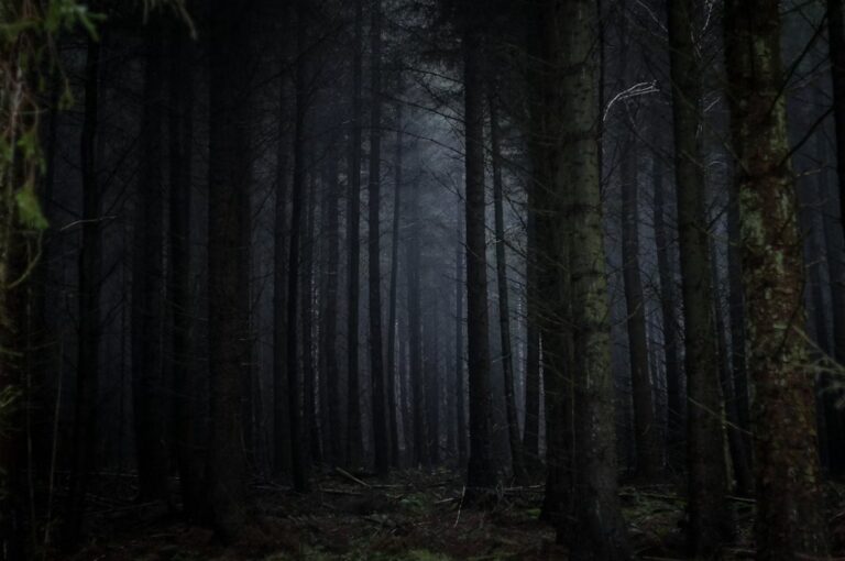 Dark foggy forest with neon lights – Stranger Things atmosphere