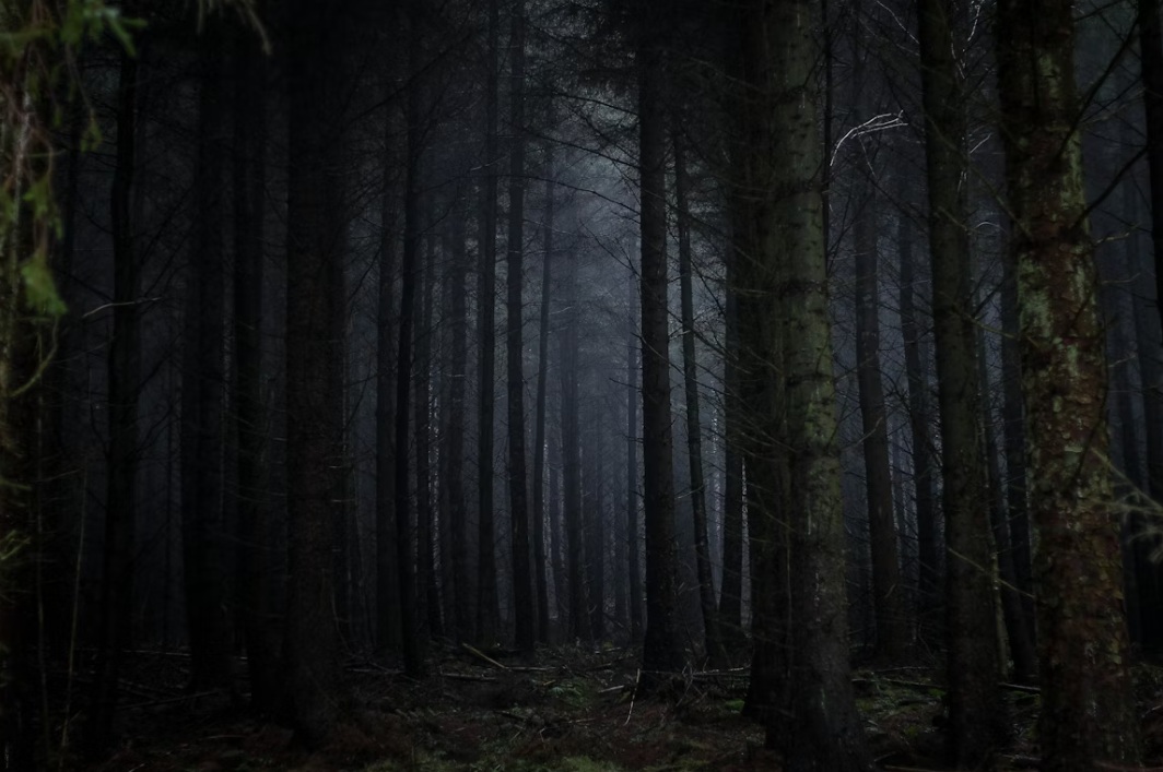 Dark foggy forest with neon lights – Stranger Things atmosphere